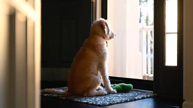 If Your Puppy Isn't Potty-Trained By This Age, It's Time To Start Looking For Answers