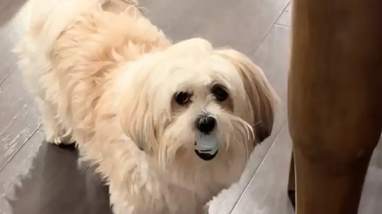 Malshi Who's A 'Hustler In Dog Form' Knows All The Right Tricks To Get Treats