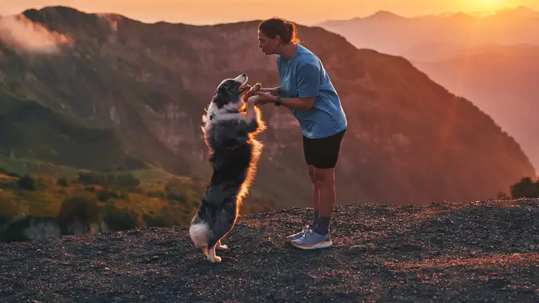 Funny Things Border Collies Do When There Aren't Sheep For Them To Herd