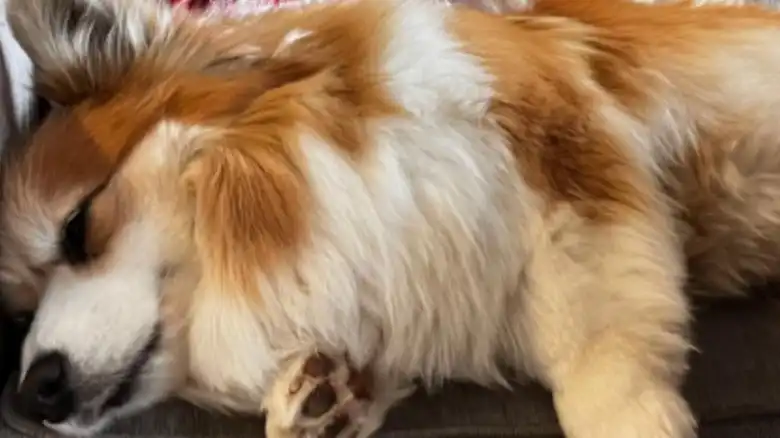 Corgi Displays Pure Joy Over Toy Hippo In Adorable 'Show And Tell' Moment