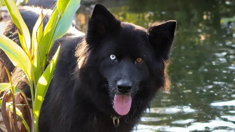 German Shepherd Mix Loves To Give Gentle Boops To His Koi Fish Friends