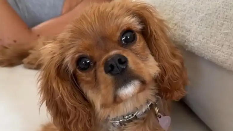Grumpy Cavalier King Charles Spaniel Waking Up In The Middle Of The Night Is So Relatable