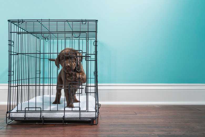 How To Crate Train My 5-Month-Old Puppy