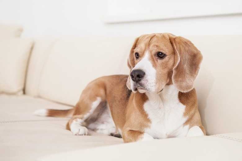 Stop Your Dog From Going Potty On Furniture