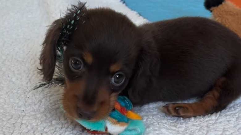 Dachshund Puppy Who Lost Her Legs Tries Out New Wheelchair And We Can't Handle It