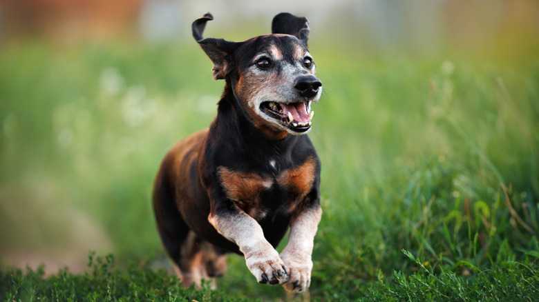 Dogs Hit 'Old Age' When They Reach One Big Milestone