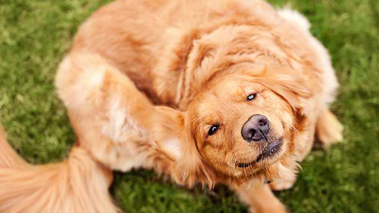 The One Ingredient Your Dog's Food Should Have To Avoid Unpleasant Skin Issues