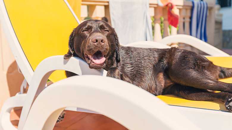 Can Your Dog Actually Get Sunburned? Details To Know